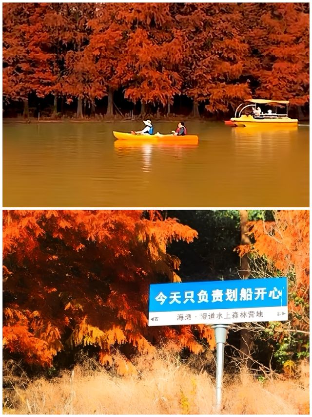 這不是川西，是上海海灣森林公園！