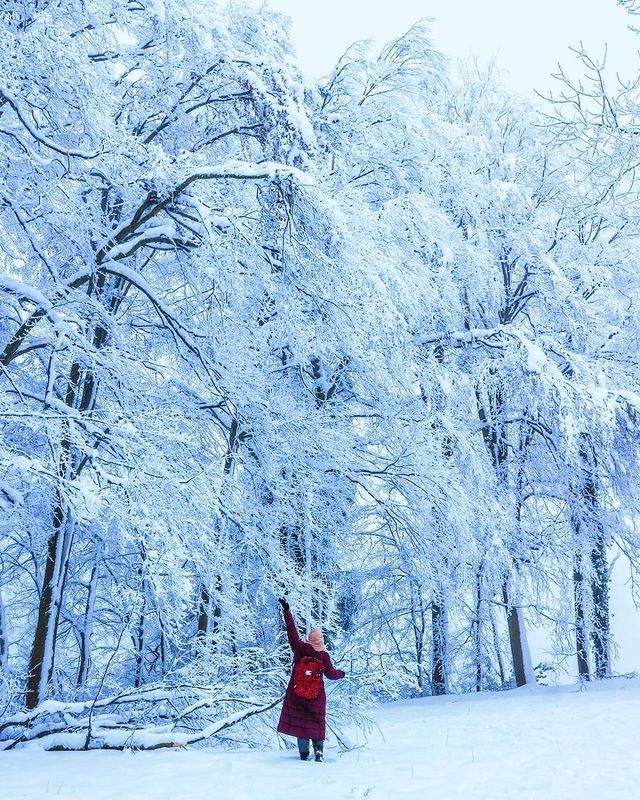 Winter Wonderland Unveiled: Exploring the Enchanting Zurich Forest in the Snow ❄️🌲