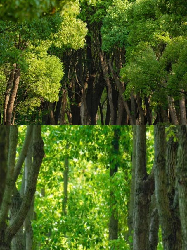 走過最舒服的徒步路線泰上海竟藏了座小綠