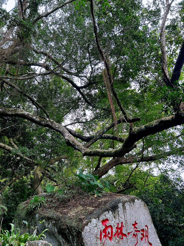 探秘熱帶雨林天堂：三亞亞龍灣熱帶天堂森林公園旅遊攻略