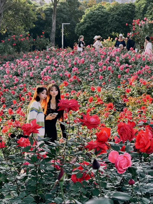 The flowers are in full bloom and I believe in the romance of Shenzhen again