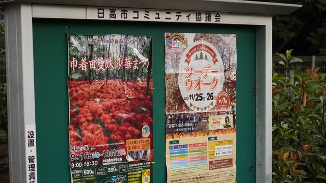 【就愛逛公園】巾著田彼岸花公園：500萬曼珠沙華驚艷絕美