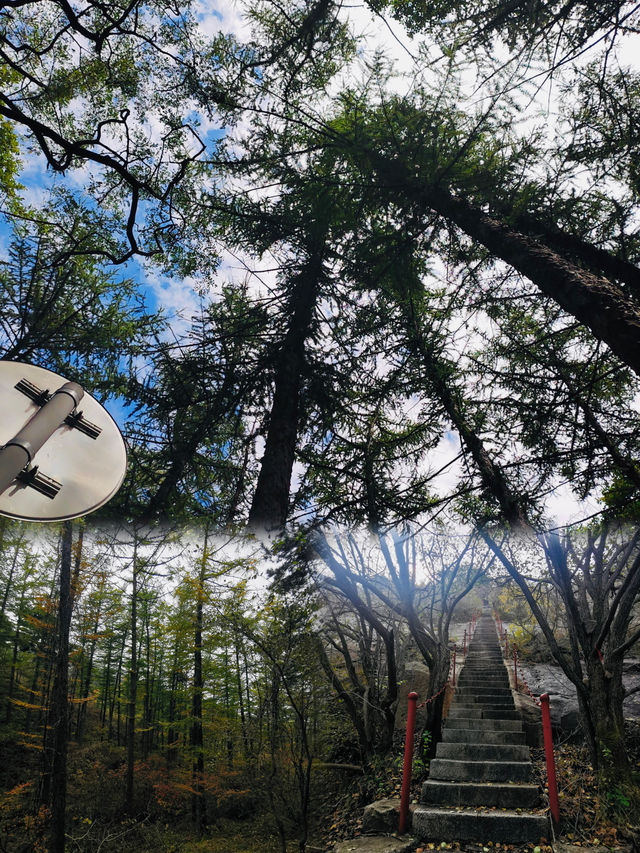 魯山國家森林公園丨淄博海拔最高的山
