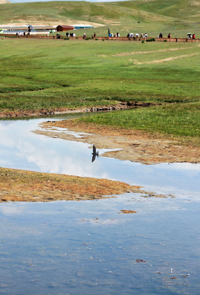 新疆·和靜｜巴音布魯克草原的“天鵝湖”