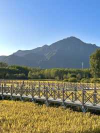 深秋來延慶這座公園徒步看水稻吧