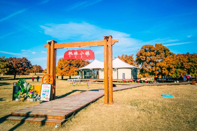 楓從草原來，秋季的楓林草原秋風習習、美不勝收
