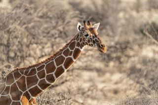 Now·Africa·Samburu National Park