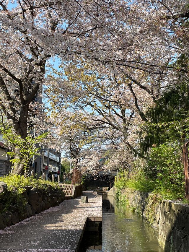 被問爆的東京小眾賞櫻地，從此告別目黑川！