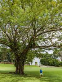 綠野仙踪新加坡福康寧公園不止樹洞