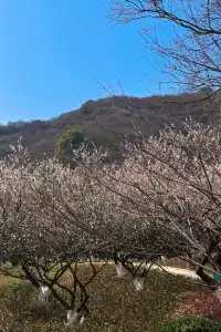 沒想到杭州最美的梅花在超山！