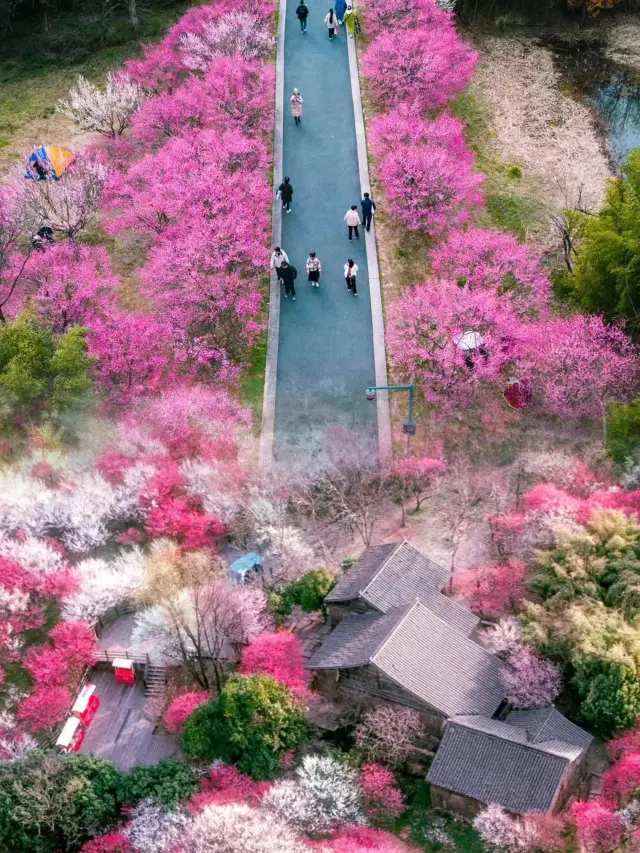 รถไฟฟ้าตรงไป! | สถานที่ชมดอกพลัมที่ได้รับการแนะนำจาก National Geographic นั้นยอดเยี่ยมมาก!!