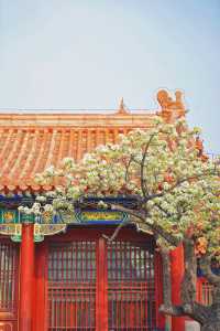 追花日記：春和景明尋找北京的梨花地圖