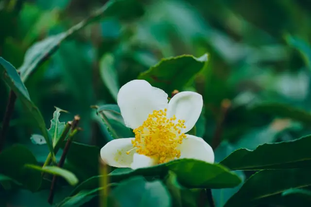 💐 龍井村茶園桂花、茶花，四處飄香💐