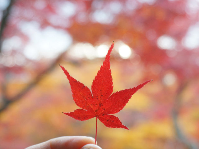 打卡京都寶筐院