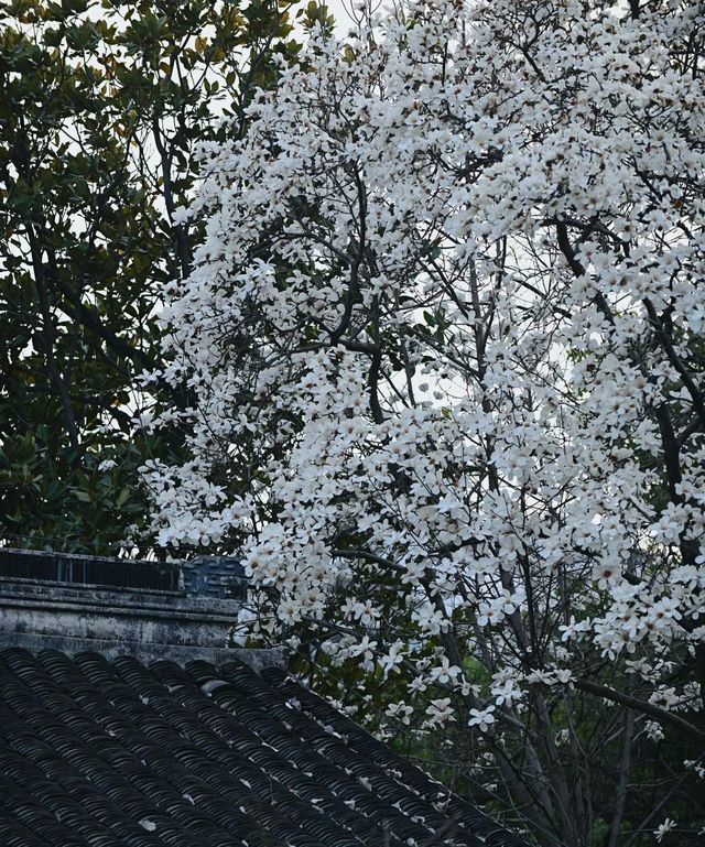 南京|這幾天的瞻園，滿園春色根本關不住