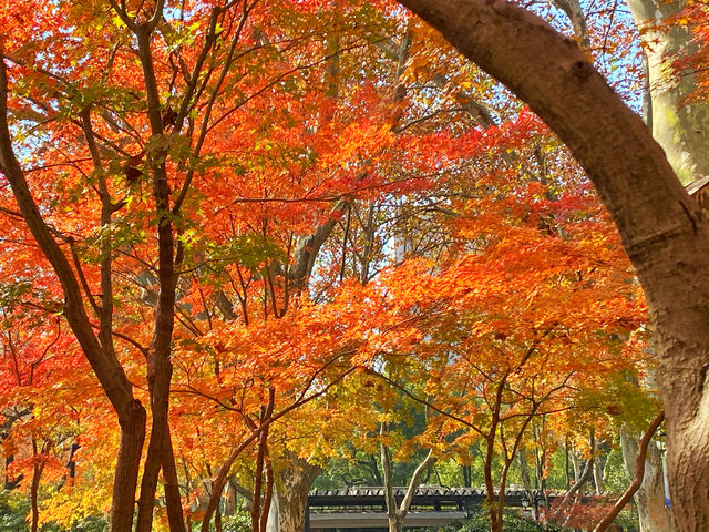 魔都打卡@魔都秋日大賞之魯迅公園