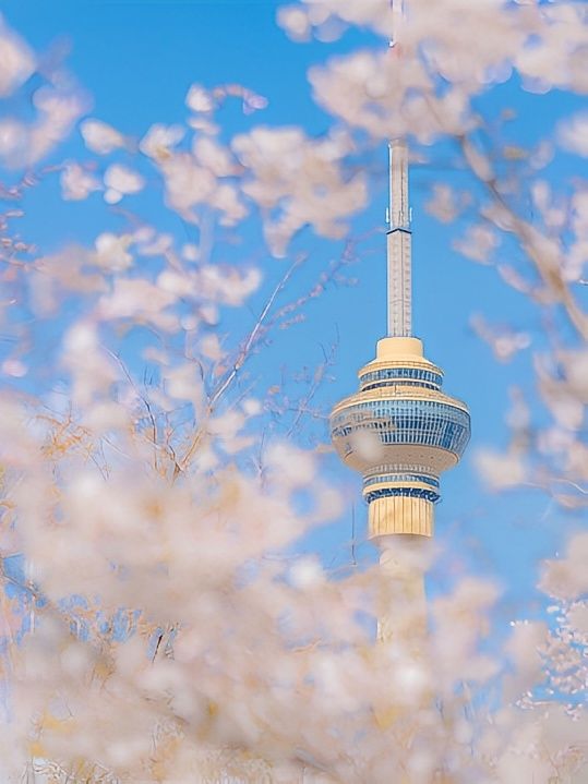 北京春日花事，探秘京城花語