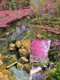 邂逅珍稀花卉的夢幻之旅——昆明豐澤源植物園踏青賞花全攻略