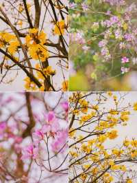 植物園 | 鏡頭下的春和景明