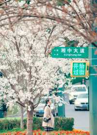 又到了賞花的季節啦｜婁底櫻花開咯