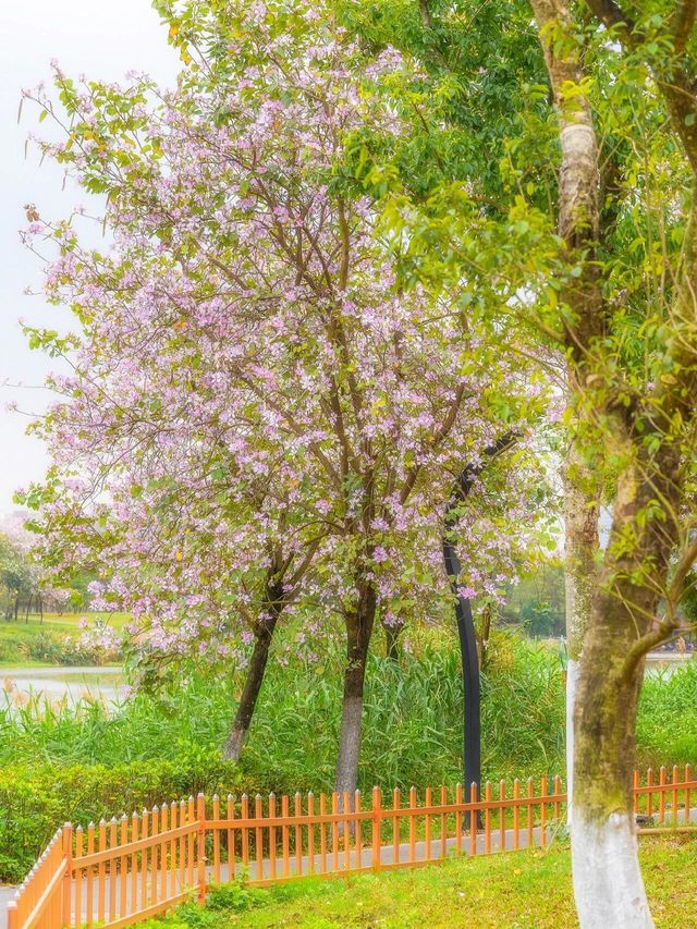 搭乘地鐵直達免費賞賞海珠湖公園的紫荆花