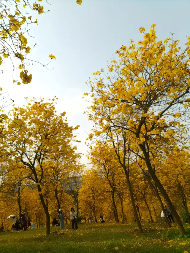 春の花の海の探檢ガイド！一緒に青秀山の秘密の花園へ行きましょう！