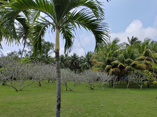 才知道椰子有那麼多品種～海南文昌椰子大觀園