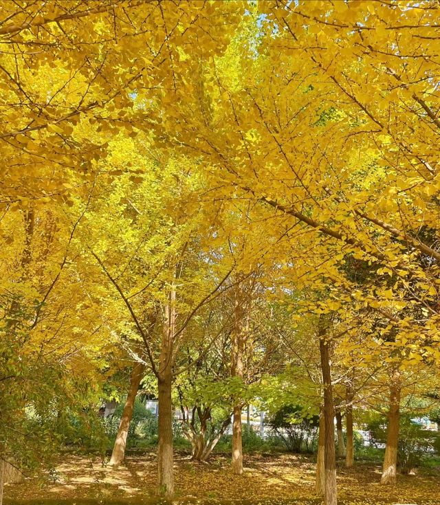 蘭州植物園-踏秋賞菊花