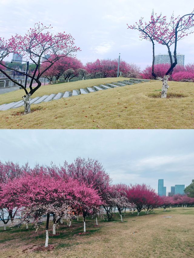 義烏梅湖體育中心，梅花枝上春如海