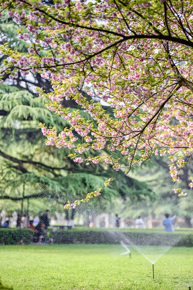 西安交通大學櫻花季碰上了興慶宮鬱金香節