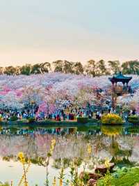 春日賞花去東湖｜東湖賞花去磨山