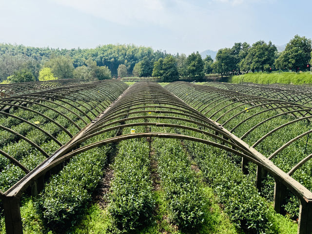 中國最美茶園——916茶園