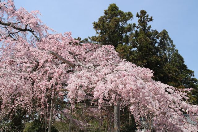 2024年京都賞櫻之旅3/30醍醐寺