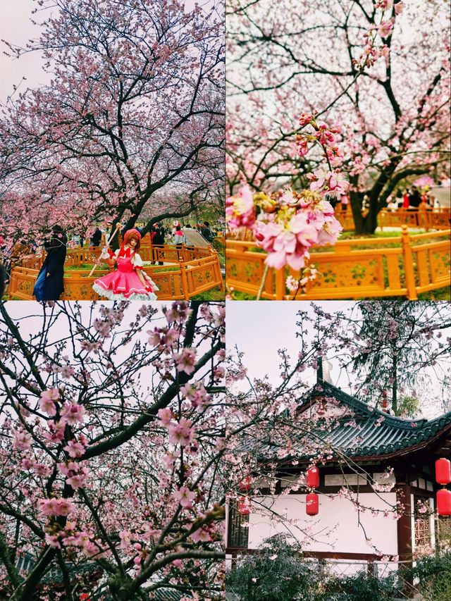 【武漢東湖櫻花園】春日遊，東湖櫻花雨中行