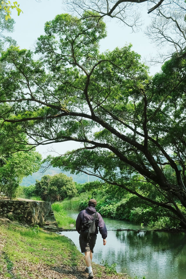 廈門周邊遊｜啊啊啊這該死的樹張力！！！