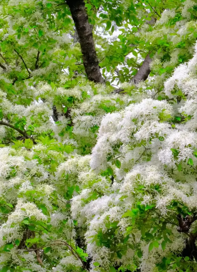 Dali actually hides an ancient village full of fringe flowers