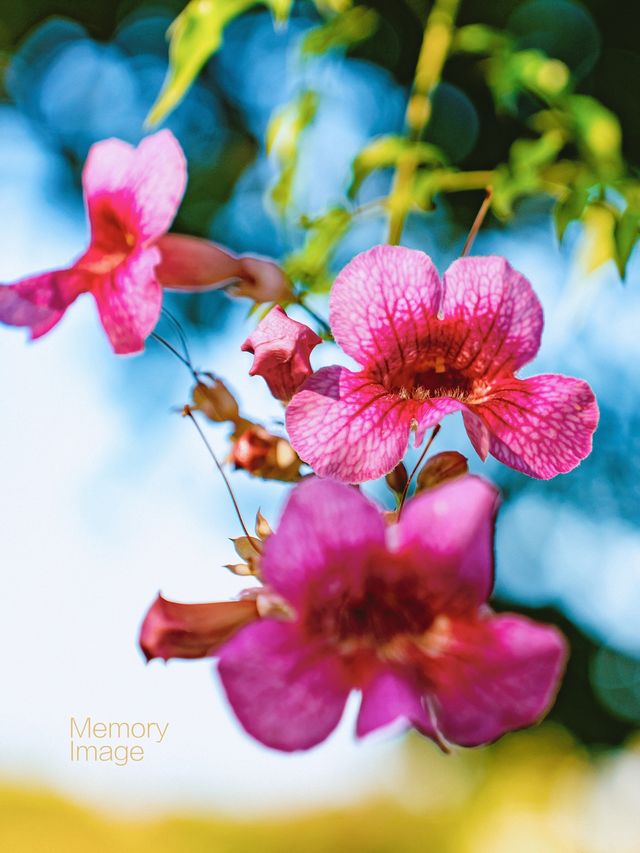 Winter Tour in Guangxi | Step into the Secret Red Roof Garden, as Romantic as a Monet Painting