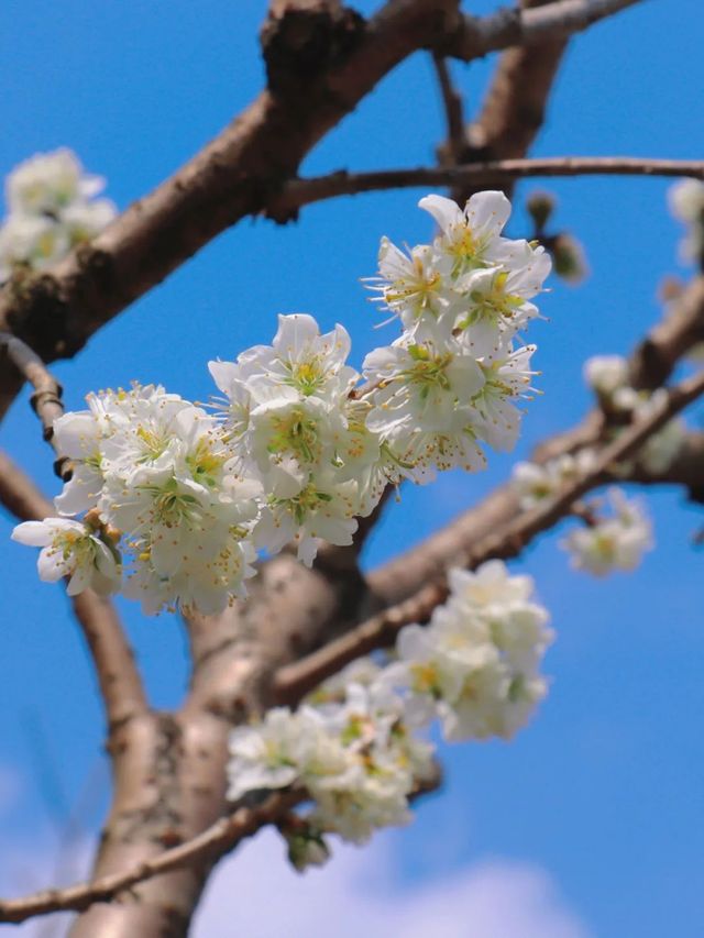 春暖花開|這個時節來這剛剛好