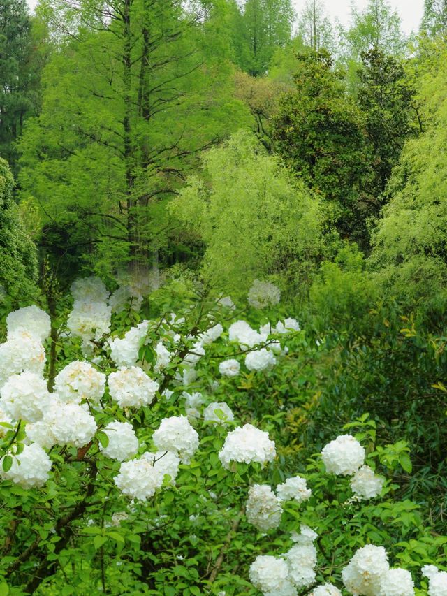 走進多姿多彩的杭州植物園：一場視覺與心靈的盛宴