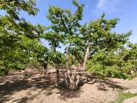蘭州什川古梨園，週末休閒好去處