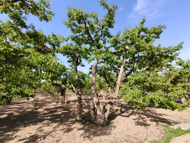 蘭州什川古梨園，週末休閒好去處