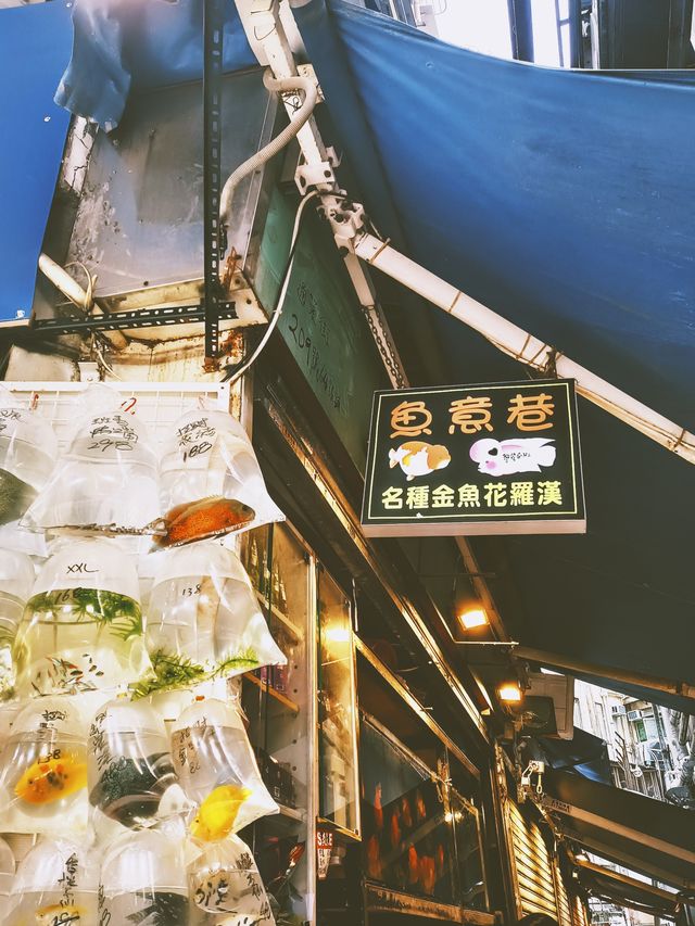 旺角金魚街 | 沉浸在王家衛的重慶森林 旺角金魚街 | 沉浸在王家衛的重慶森林