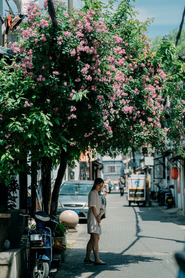 還去藝圃人擠人專諸巷的蔷薇滿是生活與詩意