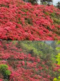 接下來的杜鵑花將是武漢浪漫賞花天花板