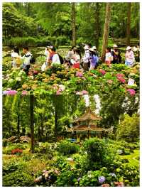 五月賞花打卡拍照的天花板--武漢植物園