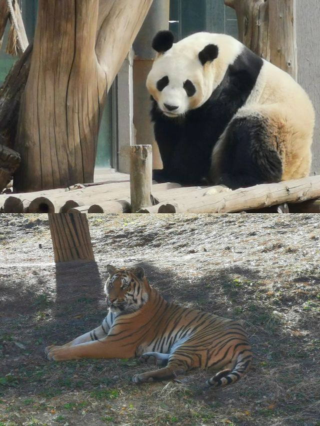 沈陽森林動物園