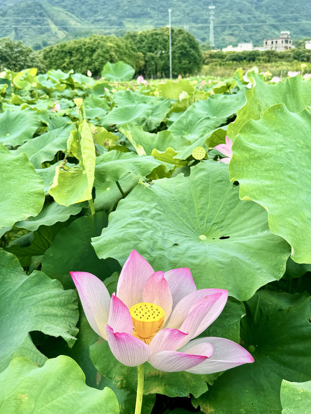 週末去哪兒22｜夏天就要看荷花！