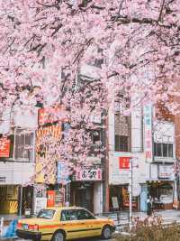 最懂日本櫻花的人都在跟著「百選名所」賞櫻。