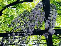 上海嘉定賞花好去處推薦，紫藤園