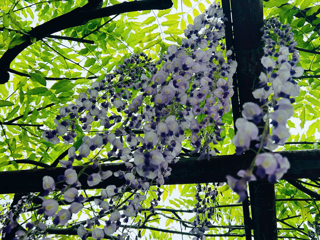 上海嘉定賞花好去處推薦，紫藤園